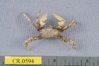 藏品(泥腳隆背蟹)的圖片